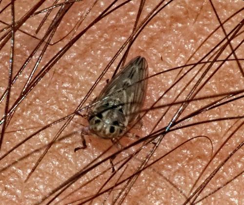 Réf. 330 434 : Anaceratagallia sp.